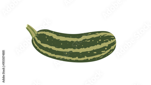 Fresh Green Striped Zucchini or Courgette Illustration Isolated on White Background