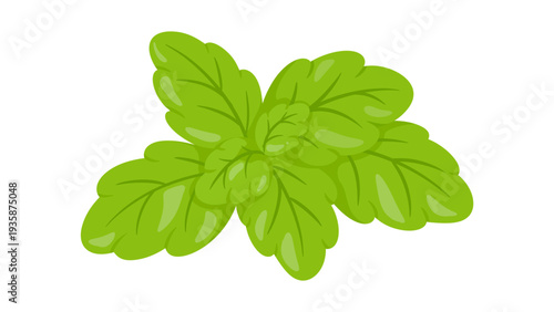 Fresh Green Mint or Basil Leaves Illustration Isolated on White Background