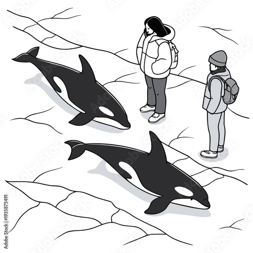 Of two people observing orcas on frozen sea black and white