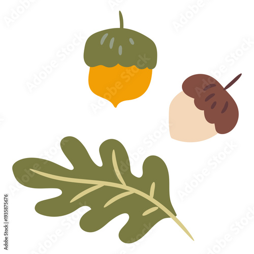 Oak tree leaf and acorns semi flat