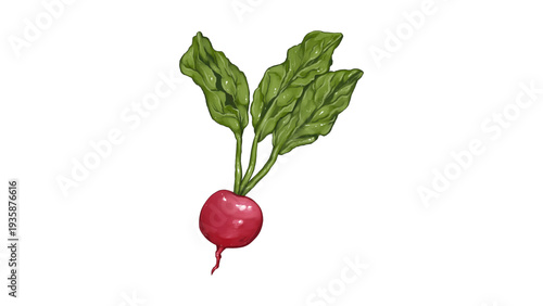 Fresh Red Radish with Green Leaves Illustration Isolated on White Background