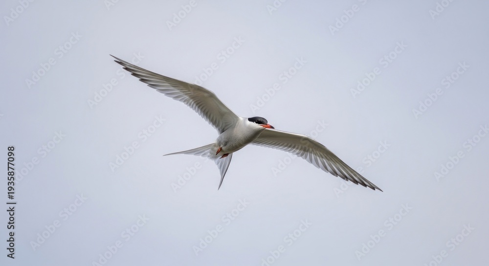 Fototapeta premium Arctic Tern flies against a cloudy sky with outstretched wings and forked tail