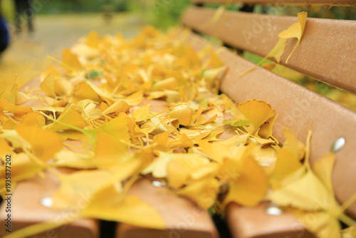 Golden Ginkgo Leaves on Wooden Bench - Autumn Scenery