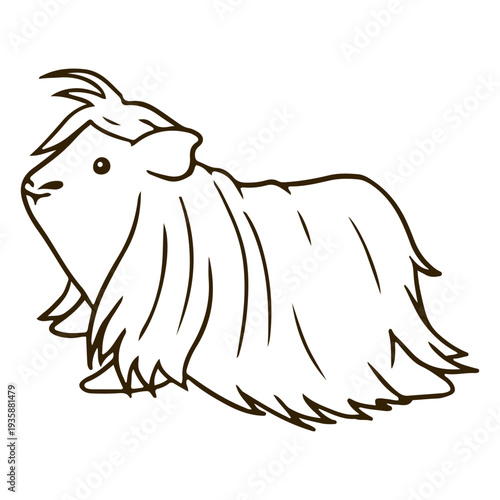 Fluffy guinea pig stroke