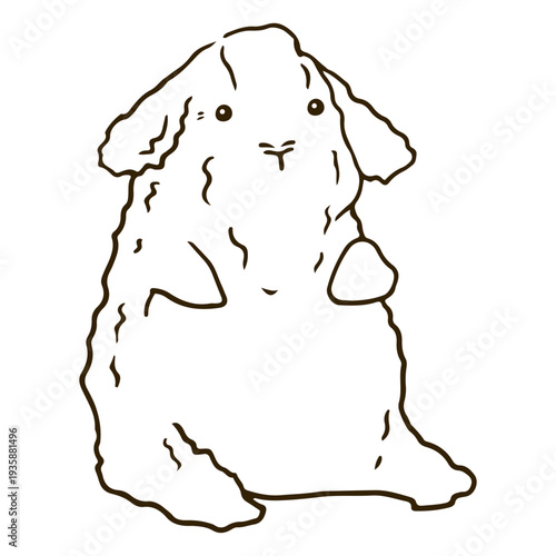 Curly guinea pig stroke