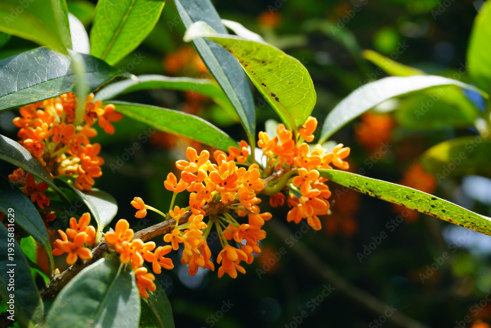 Fototapeta premium Blooming Orange Flowers with Laurel Leaves in Sunlight