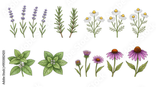 Botanical Herb and Wildflower Collection – Realistic Garden Plant Clipart Isolated on White