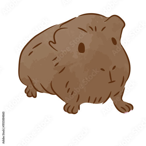 Curious guinea pig color stroke