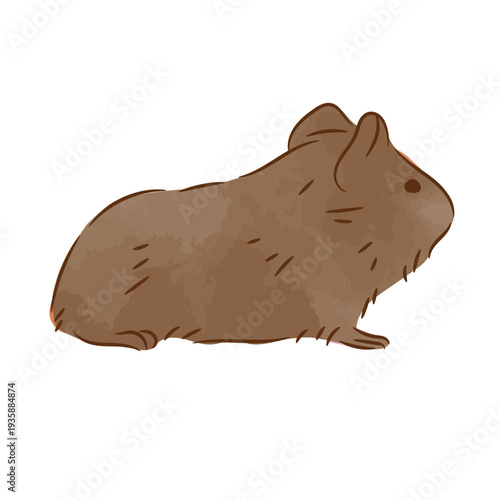 Cute guinea pig semi flat