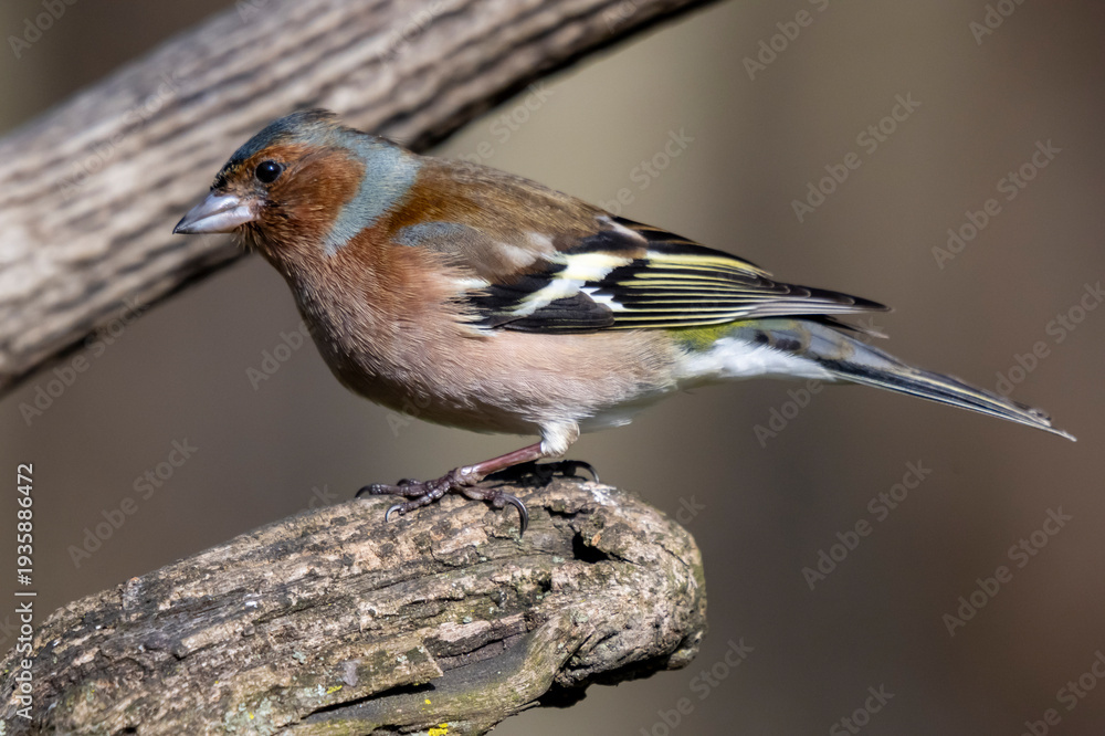 Fototapeta premium Fringuello (Fringilla coelebs)