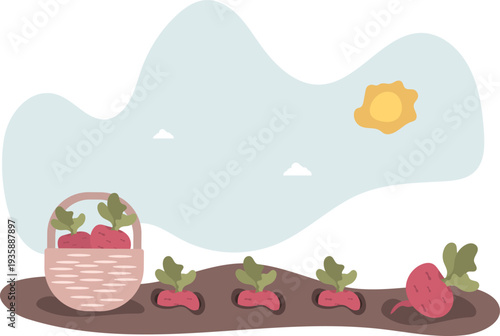 Fresh beets growing in garden bed with harvest basket under sunlight