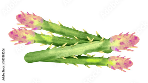 Watercolor Asparagus Spears with Purple Tips Illustration Isolated on White Background