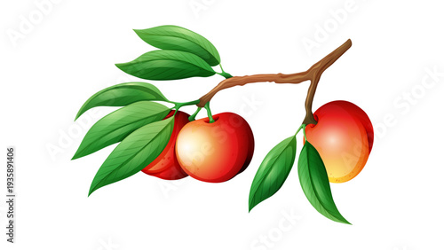 Red Plum or Nectarine Fruits on Branch with Green Leaves Illustration Isolated on White