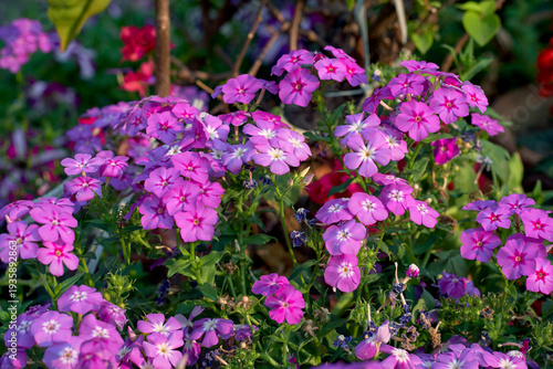 beautiful cluster (panicles) of purple-pink phlox flowers, widely cultivated and popular choice of gardeners. A cottage garden mainstay, phlox is named after Scottish botanist Thomas Drummond.