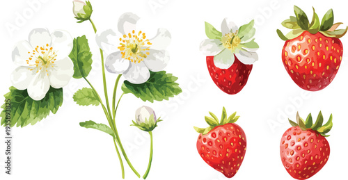 Fresh ripe strawberries on white background with green leaves