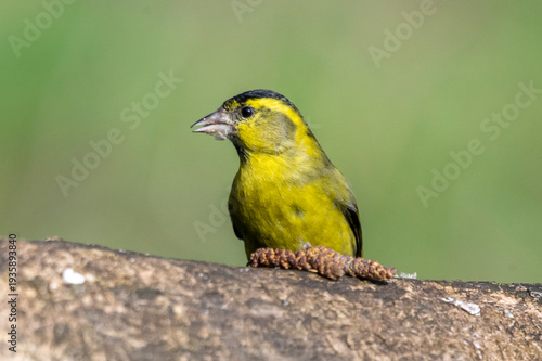 Lucherino (Spinus spinus)