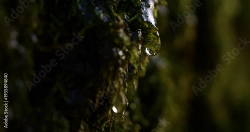 Slow Motion of Water Drop Hanging on Mossy Tree Bark Macro Close Up. Concept of Pure Nature.
