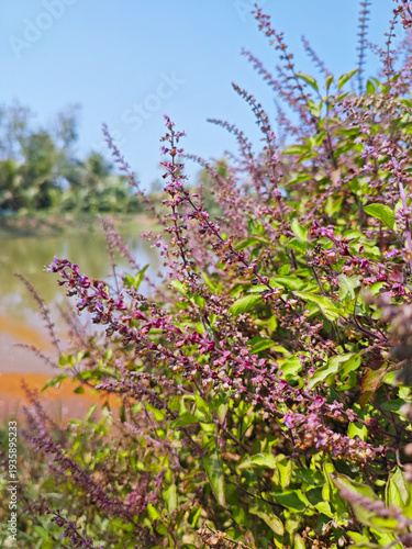 Krishna tulsi or Shyama Tulsi, a sacred, aromatic plant with distinctive dark purple-to-black leaves and stems, revered for both its spiritual significance and potent therapeutic properties. 