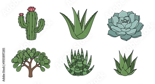 Cartoon illustrations of various succulent plants