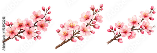 A charming watercolor collection of pink cherry blossom sakura branches for spring floral design and botanical illustration.