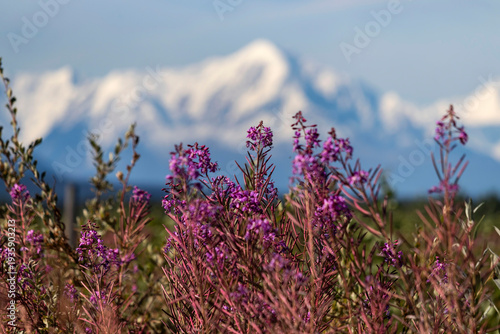 Tableau sur toile Fireweed in front of mountains in Alaska