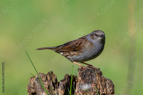 Passera scopaiola ( Prunella modularis )