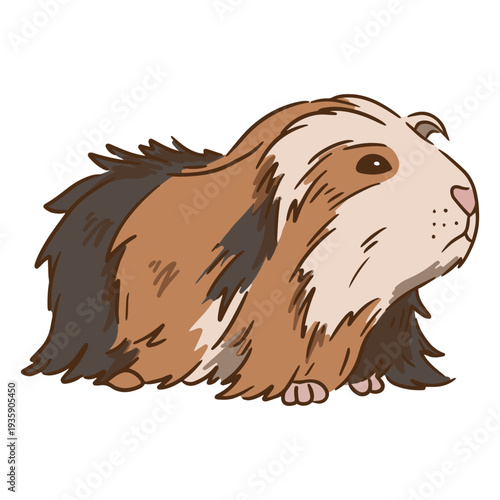 Foto Guinea pig color stroke sheba