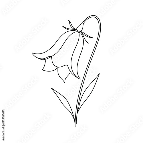Harebell flower close-up in line art style on white background  