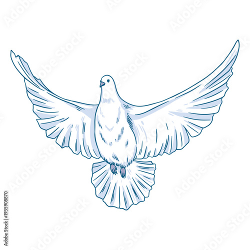 A dove spreading its wings