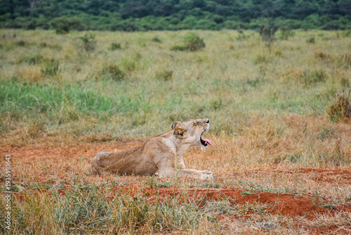 Photography Lioness yawning in African savannah grassland