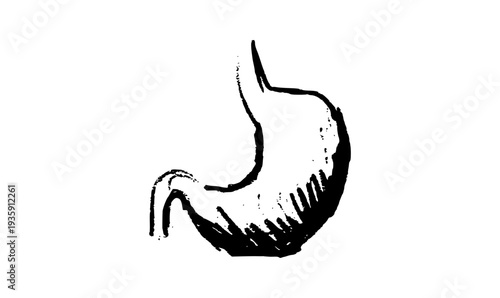 Stomach anatomy sketch