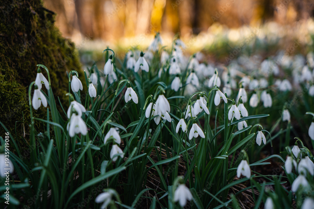Obraz premium Snowdrop flowers growing in spring forest among fallen leaves and mossy wood in warm sunlight, natural seasonal landscape.