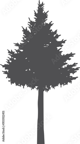 Pine black silhouette. Evergreen tree. Forest plant