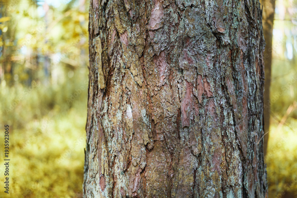Fototapeta premium Weathered brown bark texture in forest setting