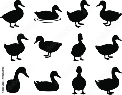 Duck silhouette collection, bird posture variation, waterfowl design icon, swimming duck illustration, standing duck artwork, wildlife concept, nature animal reference