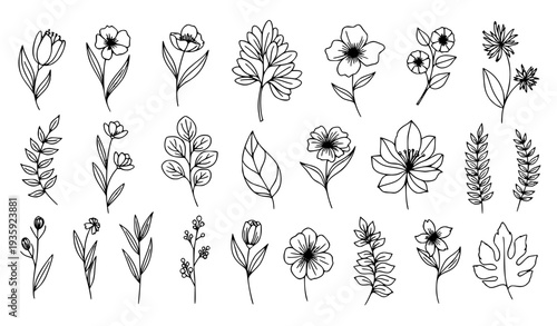 Modern Hand Drawn Botanical Plant Elements Vector Set with Isolated Floral Designs