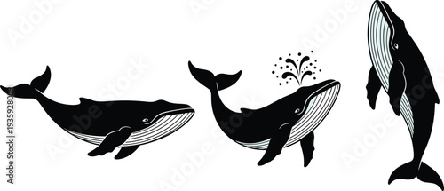 Whale illustration, marine life artwork, ocean animal drawing, aquatic wildlife sketch, black and white whale design, breaching whale, swimming whale