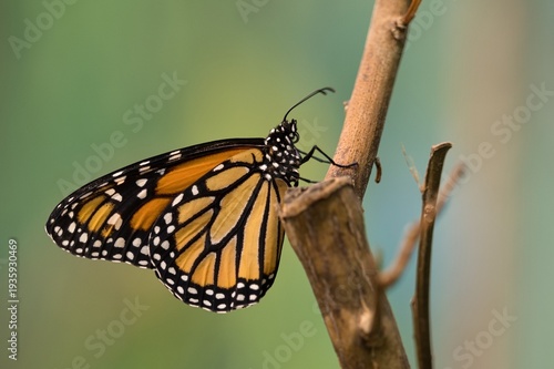 Принти на полотні butterfly danaus
