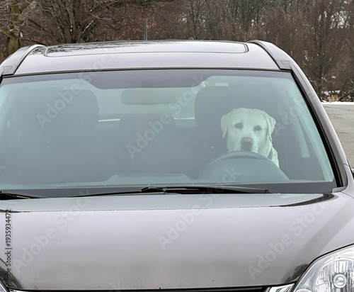 A yellow Labrador retriever dog patiently waiting in the drivers seat of a car