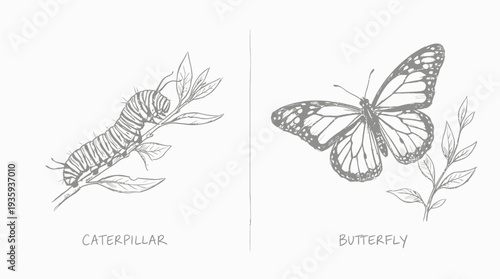 Detailed Sketch Illustrations of Monarch Caterpillar and Butterfly on Leafy Branches