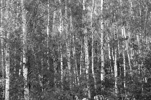 black-and-white photo with white birches