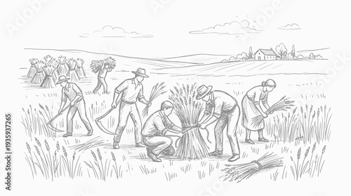 Harvesting wheat in rural fields by farmers using traditional tools and methods