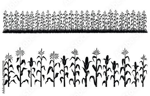 Silhouettes of tall and short corn plants in organized rows with detailed leaves