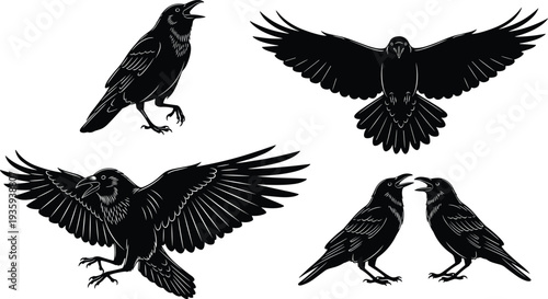 Black silhouette illustrations of ravens in dynamic poses, perched, flying, and interacting, symbolizing bird behavior, communication, and movement for artistic or educational themes.