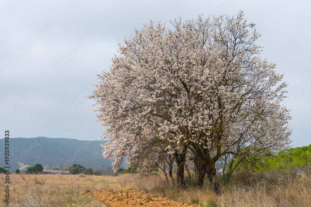 Fototapeta premium Spring blossom background. Beautiful nature scene with blooming almond tree on sunny day. Winter flowers. Beautiful orchard in Teruel Aragon Spain