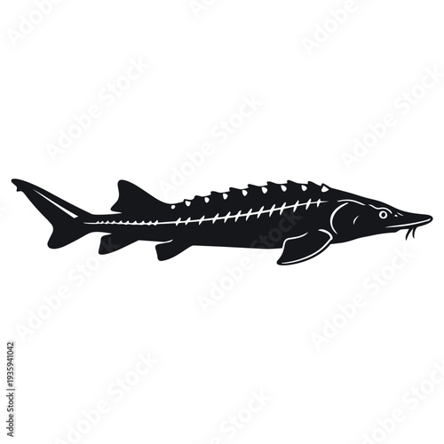 Prehistoric White Sturgeon Silhouette Vector - Primitive Freshwater Fish Wildlife Icon - Acipenser Transmontanus Graphic