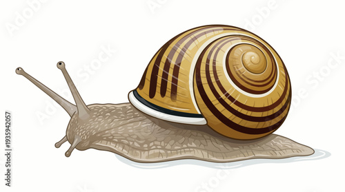 vector snail on a white background