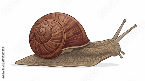 vector snail on a white background