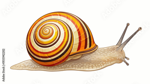 vector snail on a white background