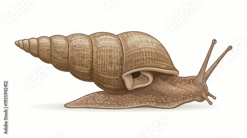vector snail on a white background